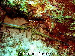 Lobster seen at Isla Mujeres May 2008.  Photo taken with ... by Bonnie Conley 
